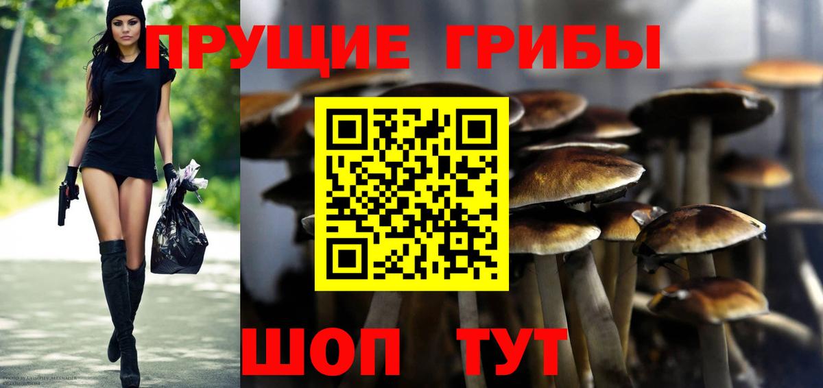 Галлюциногенные грибы Psilocybine cubensis Верхняя Пышма